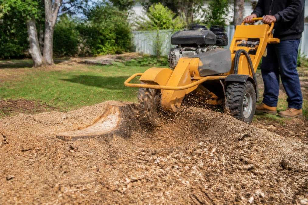 DIY Stump Grinding in Mackay: A Step-by-Step Guide