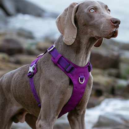 Lightweight Harness Purple L - MarKay Outdoors